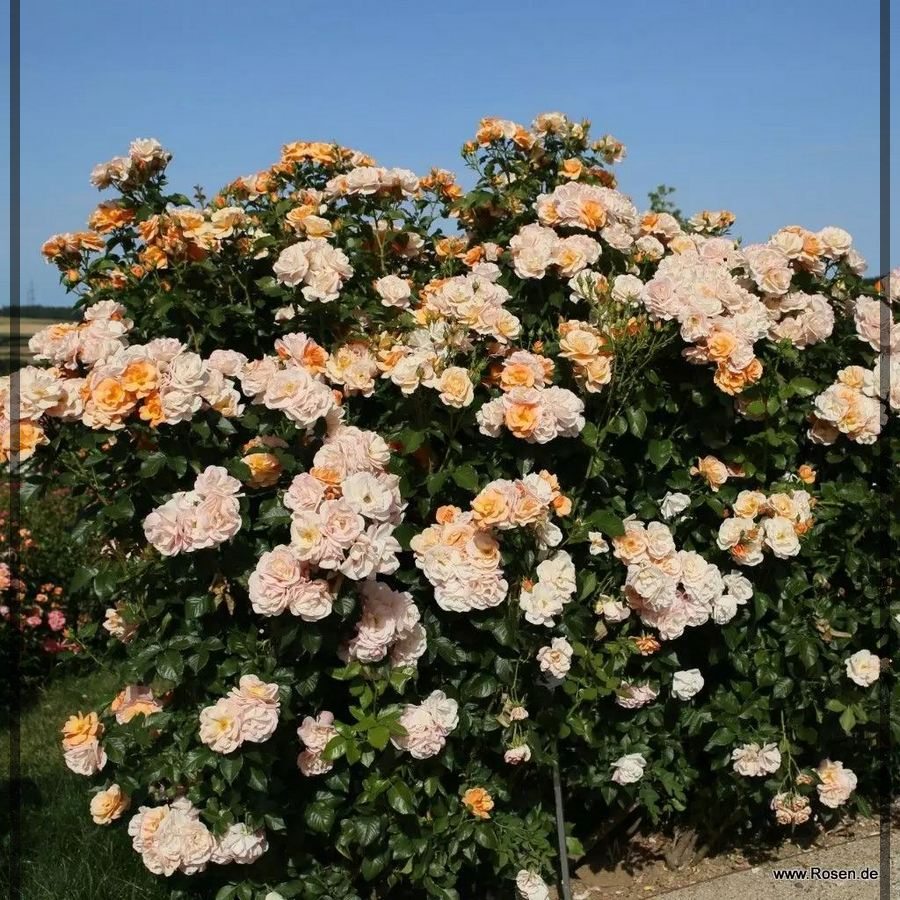 Portoroz róże rabatowe